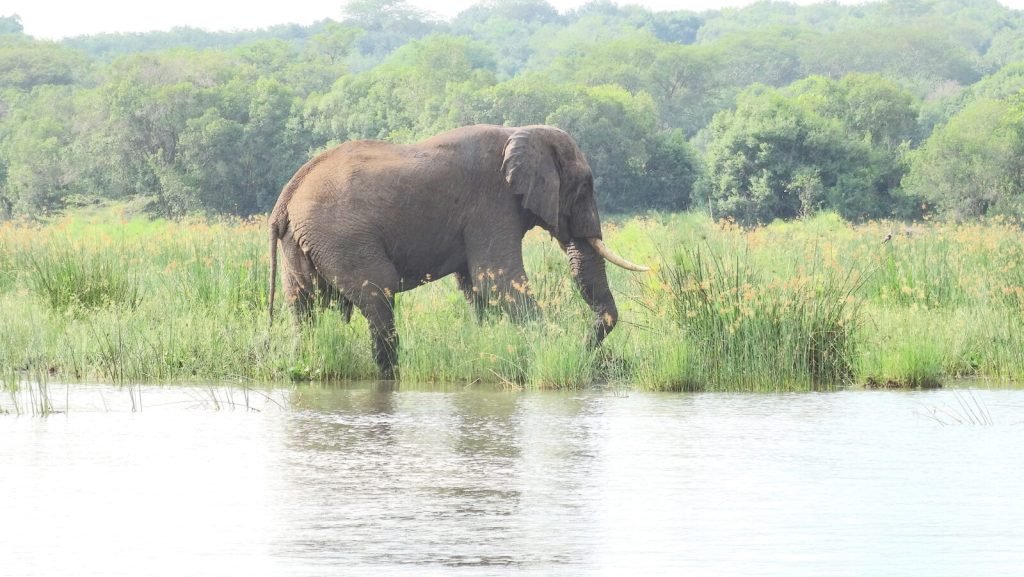 8 Days Luxury Gorilla Trekking Safaris 