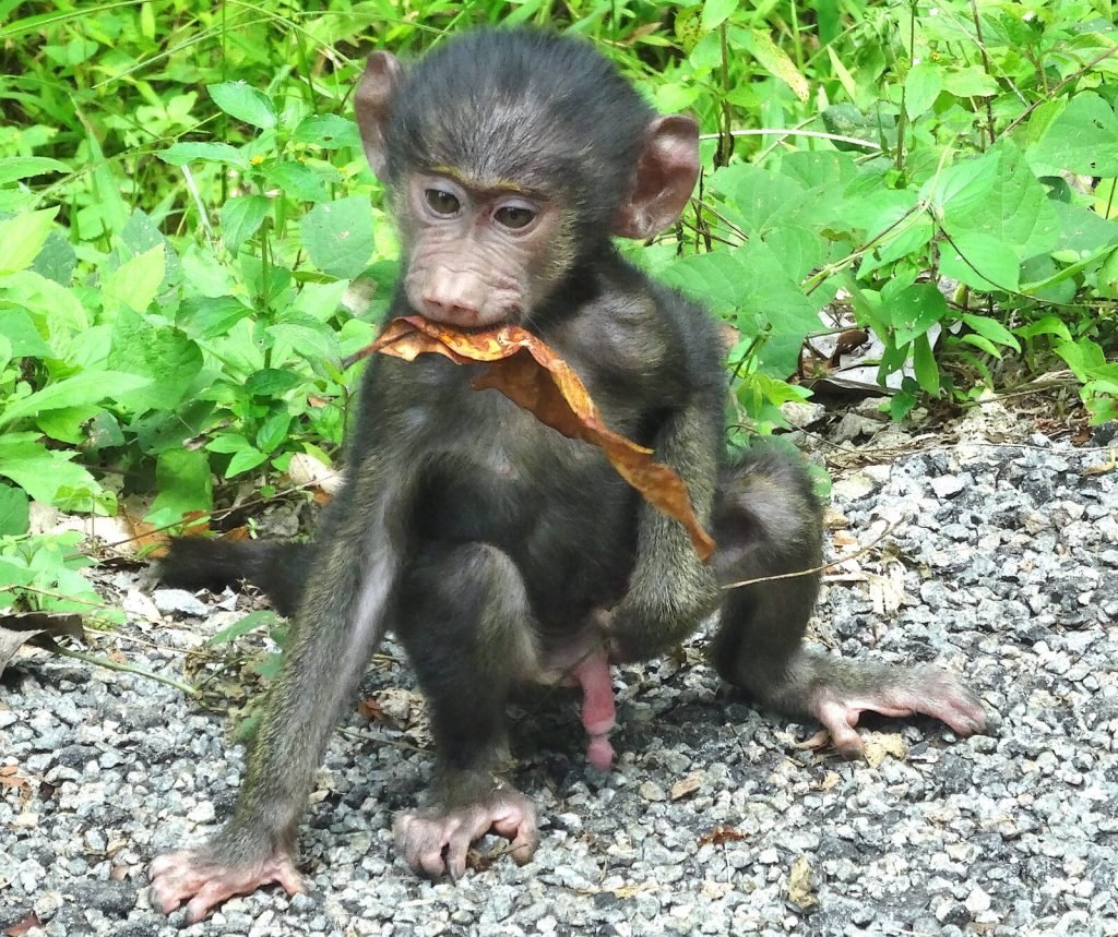 3 Days Discover Chimpanzee in Kibale - Short Uganda Safaris 