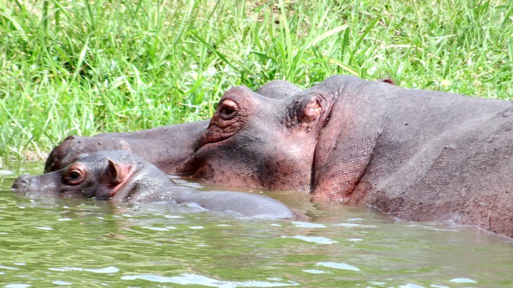  Uganda Safaris