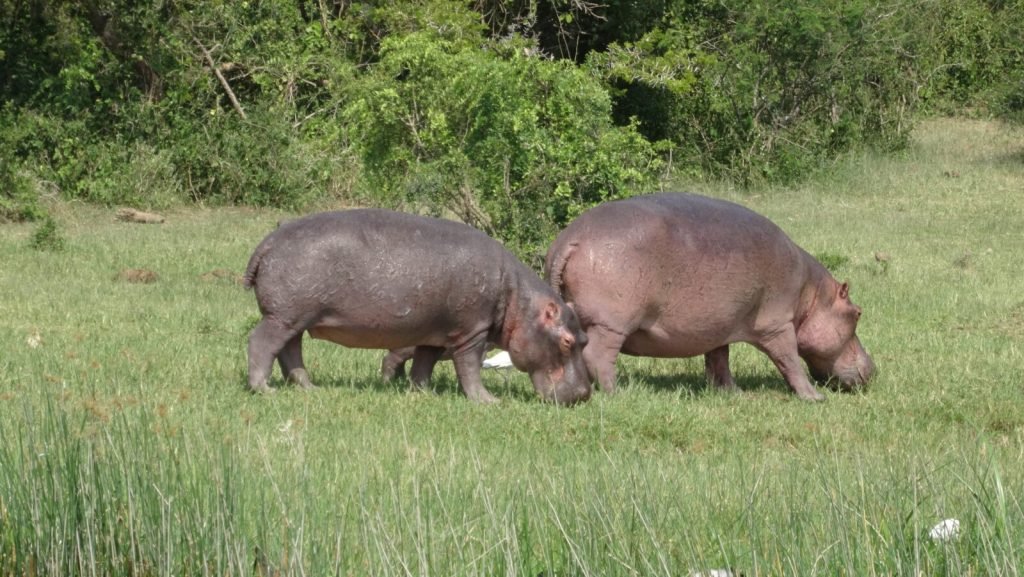 6 Days Uganda Gorillas Safari