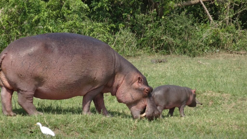 5 Days Uganda Safari Holidays