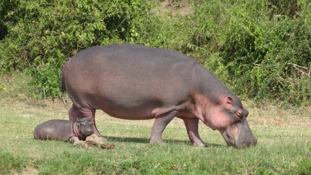 14 Days Uganda Safaris Holidays