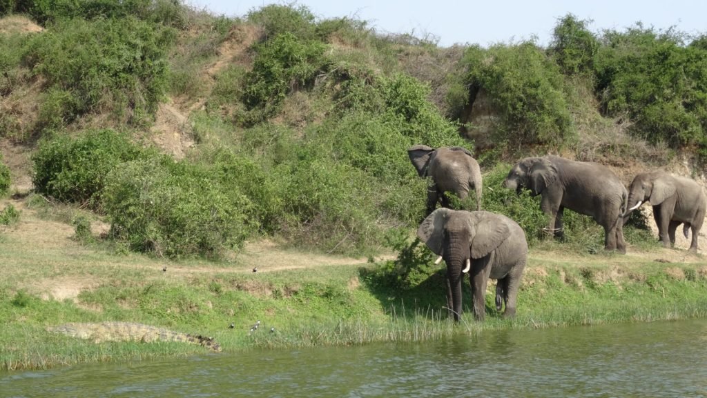 5 Days Uganda Safari Holidays