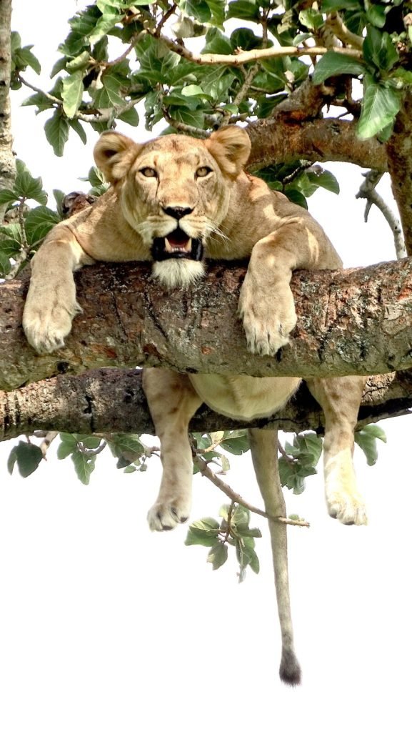 8 Days Luxury Gorilla Trekking Safaris