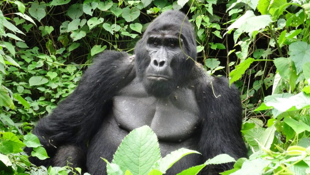 7 Days Flying Uganda Safaris 