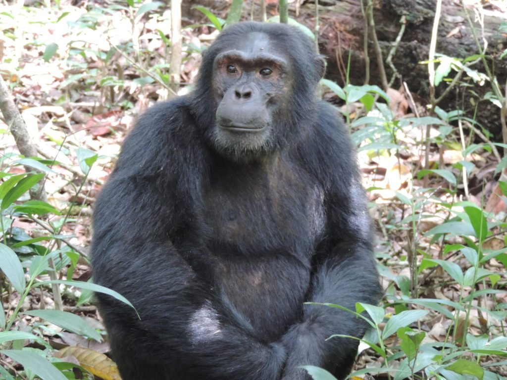 3 Days Discover Chimpanzee in Kibale