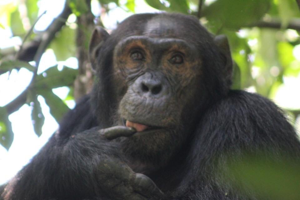 14 Days Uganda Safaris Holidays