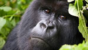 Congo Gorilla trekking Tours