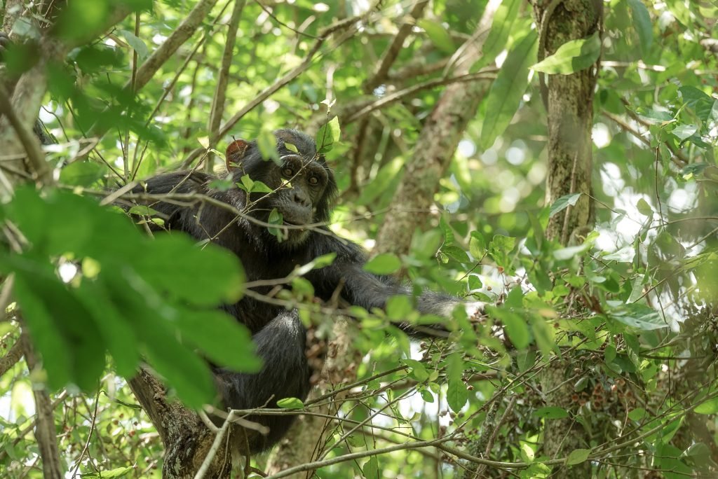 How does chimpanzee behave?